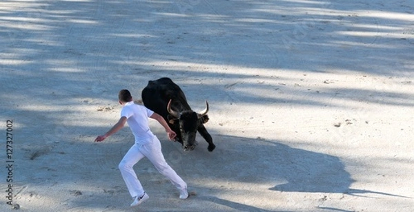 Obraz Course camarguaise.