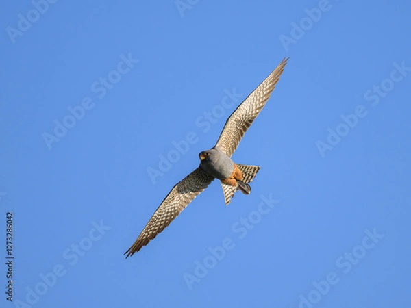 Fototapeta A male red footed falcon in flight