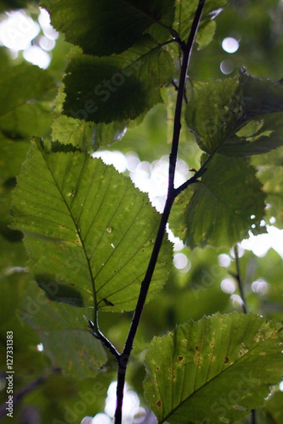 Fototapeta Leafescape