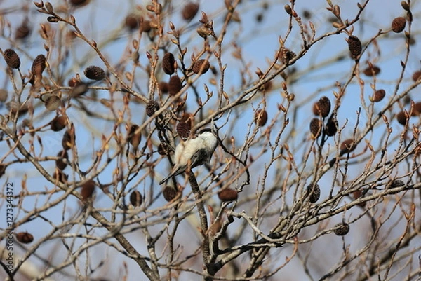 Fototapeta In February of the harsh winter ,Japanese green alder began to show leaf buds and inflorescences