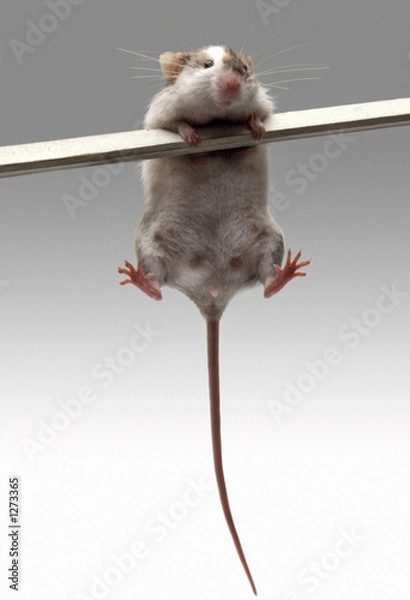 Fototapeta Best-607 #1.