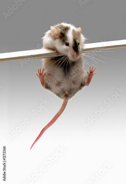 Fototapeta best-611 #2.