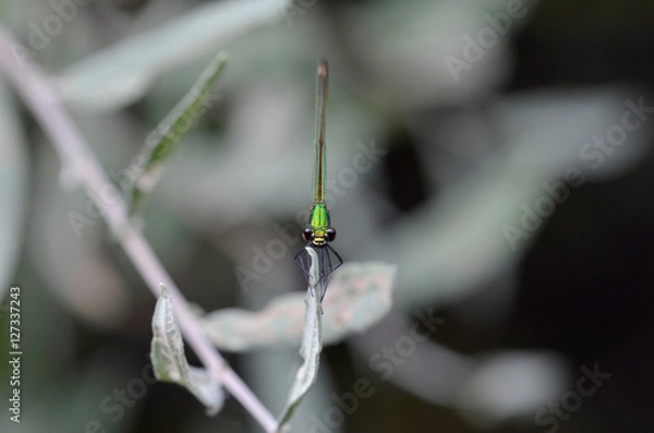 Obraz Dragonfly eyes