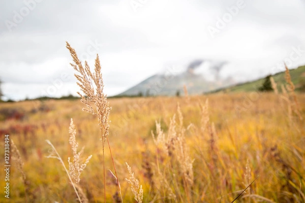 Fototapeta Fall Grass