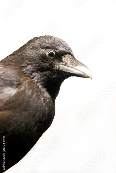 Fototapeta crow
