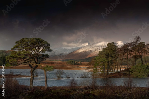 Obraz The Scottish Highlands Landscape captures the raw, untamed beauty of Scotland's mountainous terrain, with a solitary Scots pine standing proudly against the backdrop of majestic mountains and a serene