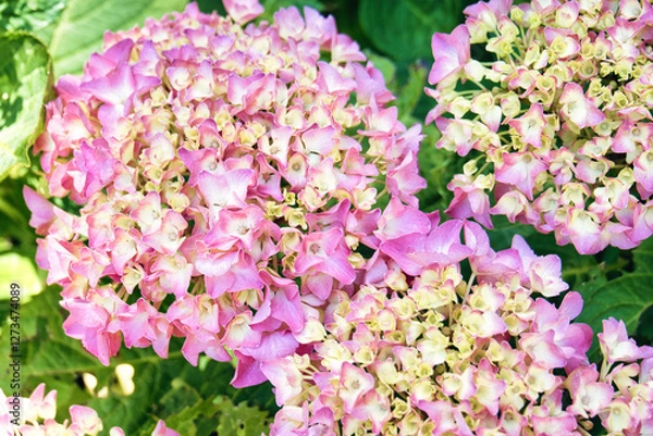 Obraz spring and summer blossoms