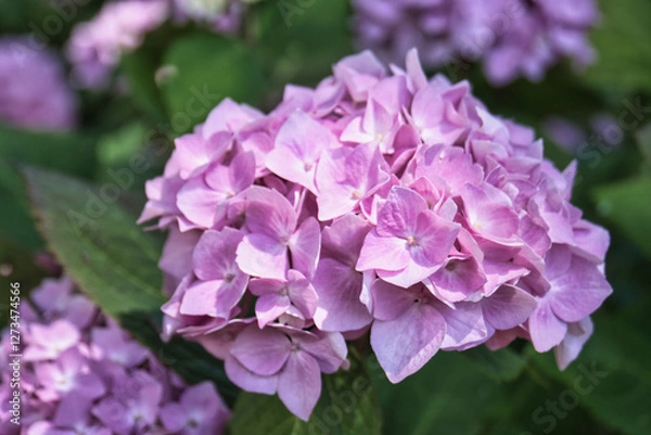 Obraz spring and summer blossoms