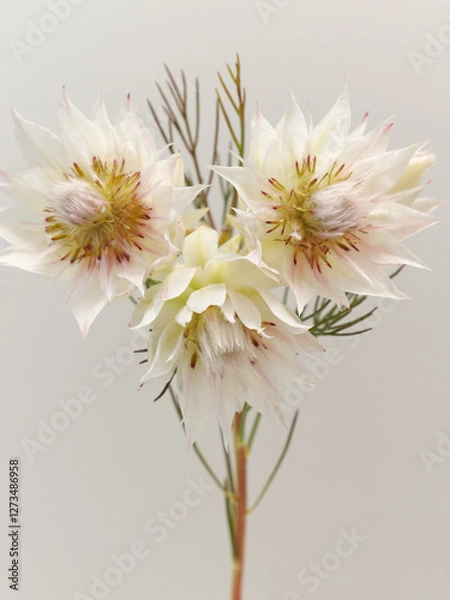 Fototapeta 白色のセルリアの花Serruria