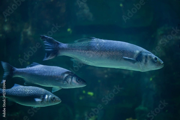 Obraz Labraks europejski (Dicentrarchus labrax)