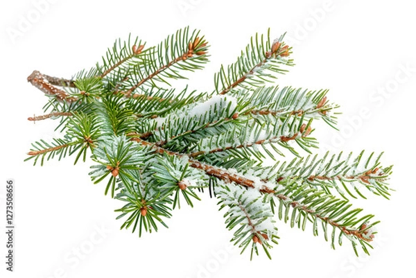 Fototapeta christmas tree branch