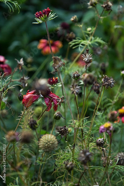 Obraz Autumn wild flowers