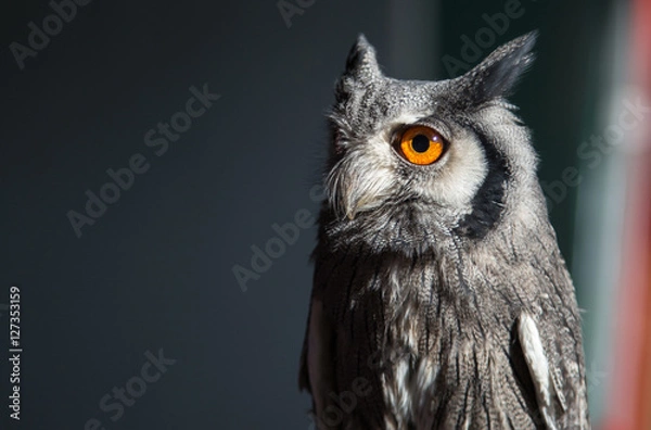 Obraz Gonzo looking owl