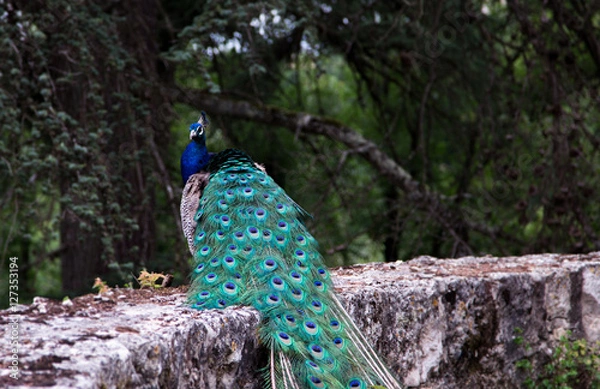 Obraz peacock on wall