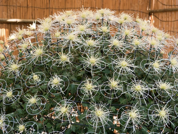 Fototapeta 菊　千本咲
