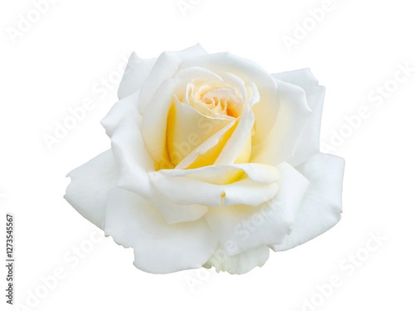 Obraz White rose isolated on a white background