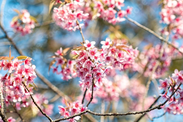 Obraz Tiger Lily, a winter flower