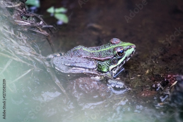 Fototapeta Frosch