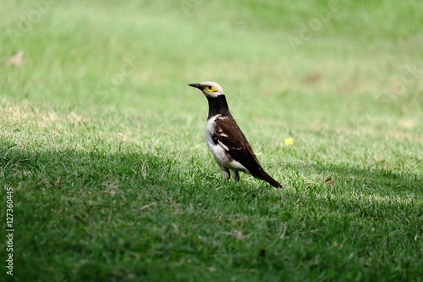 Obraz Black-collared starling On Green Grass
