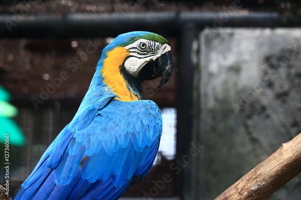 Obraz Colorful Macaw