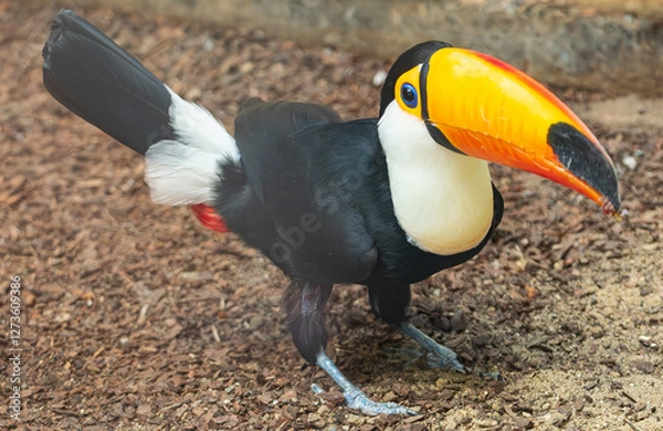 Obraz toco toucan, (Ramphastos toco), walking on the ground