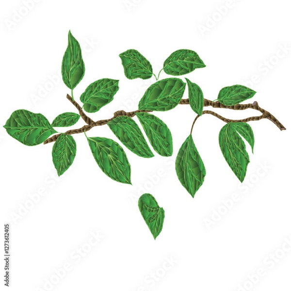 Obraz Branch of pears  low-polygon on white  background watercolor vitage vector  illustration editable hand draw