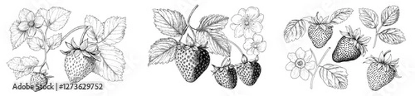 Fototapeta Modern illustrations of strawberries in line art style, with hand-drawn botanical outlines, can be used as a summer fruit monochrome sketch