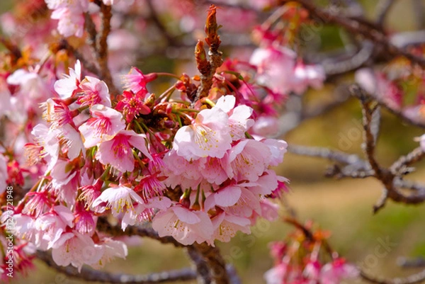 Obraz 春に咲き誇る桜