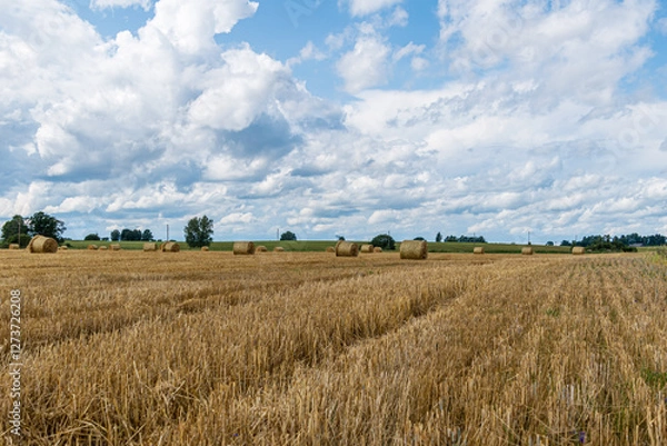 Fototapeta landscape of a mown wheat field with straw rolls and white clouds in the sky