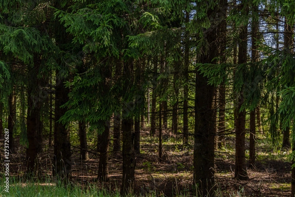 Fototapeta stand of large spruce trees, stout trunks and green needles