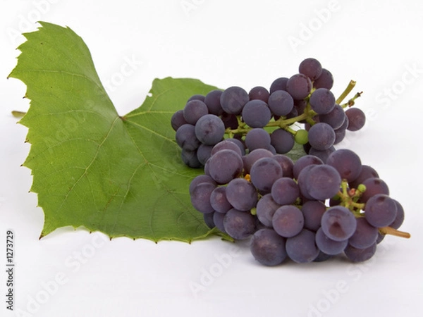 Obraz grape