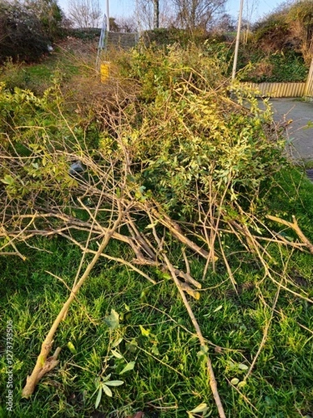 Obraz Pile of garden waste to burn in the garden. Bundles of osiers ready for transport. Pruning bushes in the conservatory in the park.