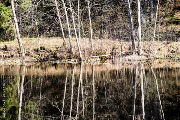 Obraz reflections of trees in mountain river in summer