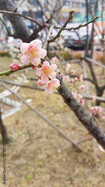 Obraz pink cherry blossom