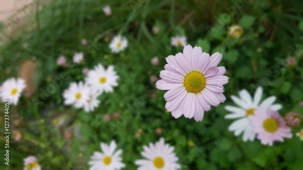 Obraz daisies in the grass