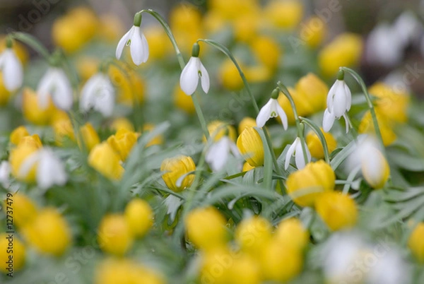 Obraz Schneeglöckchen und Winterlinge