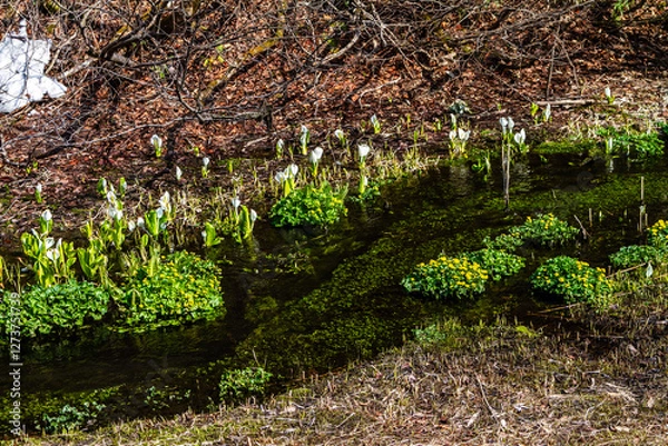 Obraz （岐阜県飛騨の自然）飛騨市　池之原湿原の水芭蕉、リュウキンカ　5月
