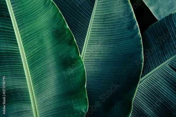 Obraz tropical banana leaf, green nature background