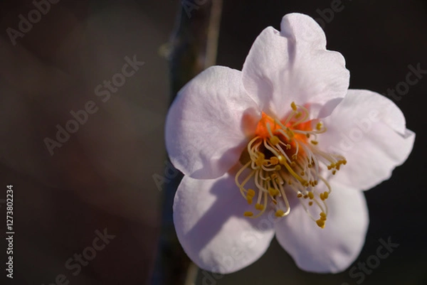 Obraz 春に咲く一輪の桜