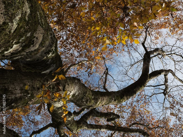 Obraz 紅葉した木の形