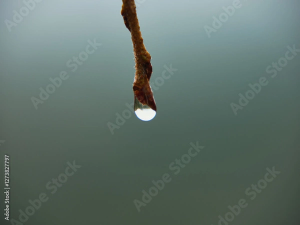 Obraz 枝についた雫