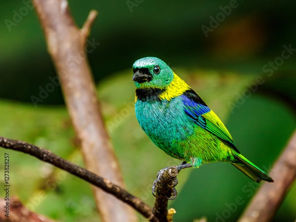 Obraz Tangara seledon