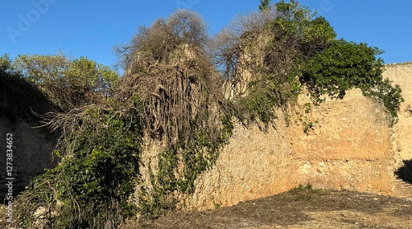 Fototapeta An ancient stone wall, partially crumbled and covered in thick ivy and dry branches, set against a bright blue sky.