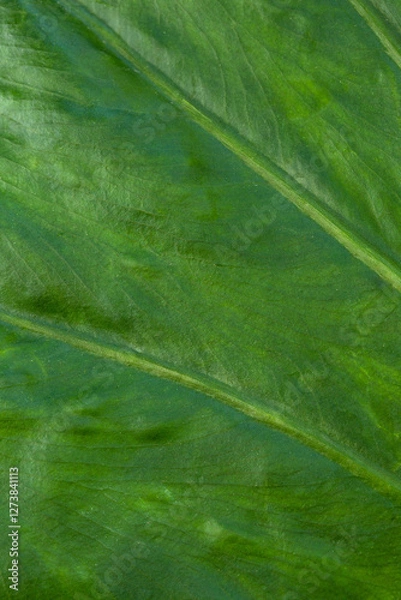 Obraz Natural tropical leaf texture with green grooves. Close-up macro view for background. Lines on alocasia leaf.