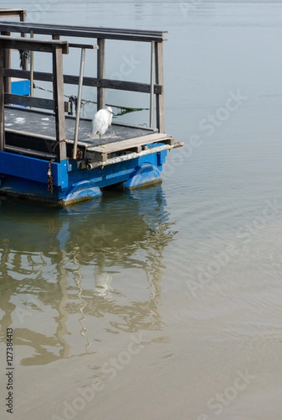 Obraz Bird on the beach looking sad