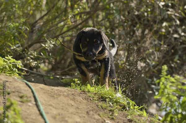 Fototapeta Labrador Mix
