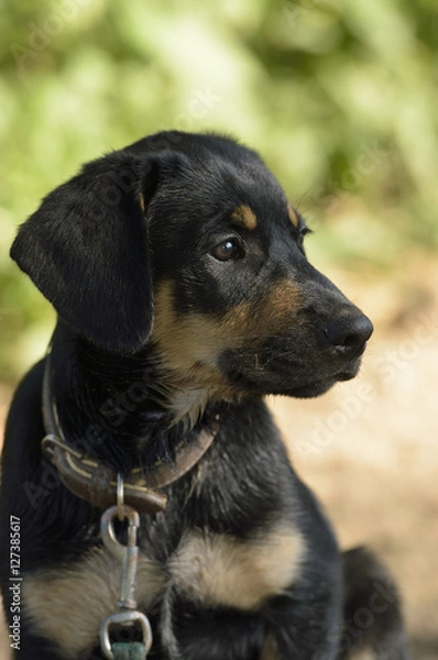 Fototapeta Labrador Mix