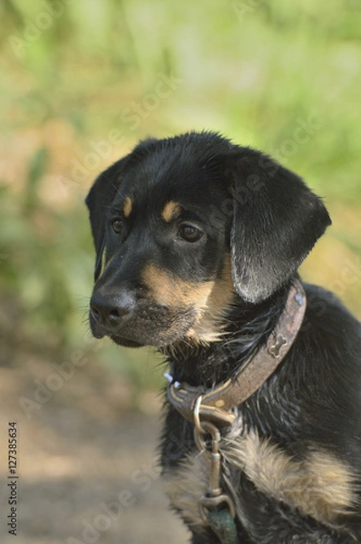 Fototapeta Labrador Mix