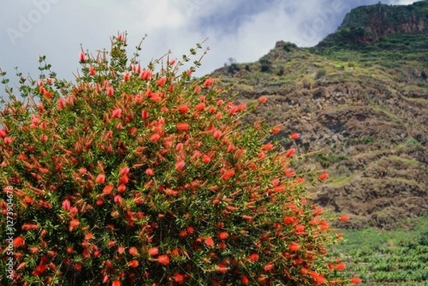 Obraz Callistemon bush called also bottlebrush at Levada do Moinho, Madeira, Portugal, Europe. 