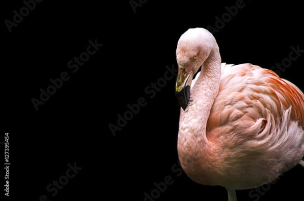 Fototapeta Flamingo on Black Background
